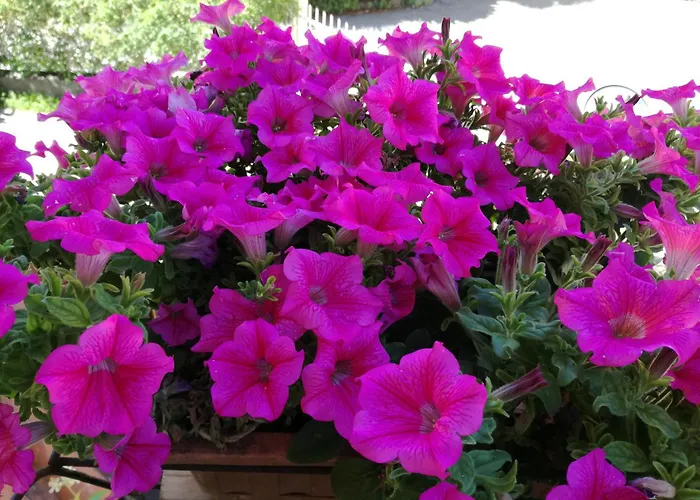 Da Pio Bed & Breakfast Castello (Varese)