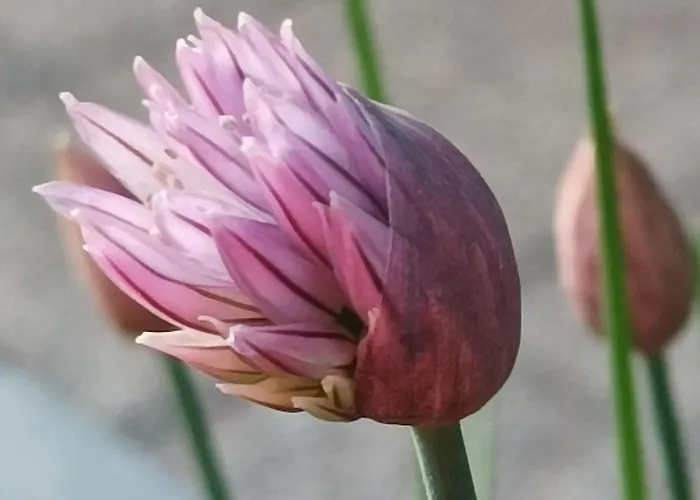 Da Pio 4* Castello (Varese)